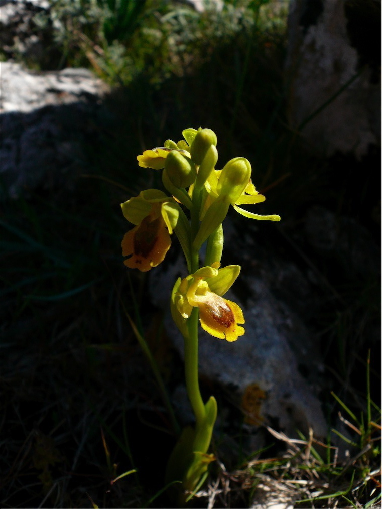 Alcune orchidee del Mont''Albo